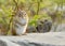 Adorable baby chipmunk