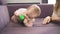 Adorable baby crawl on violet bed. child in diapers gnawing toy