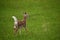 Adorable Baby Deer Playing in a Grass Field