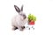 Adorable baby easter gray rabbit stick out tongue sitting beside vegetable cart corn, lettuce, carrot isolated on white