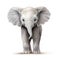 Adorable Baby Elephant Clipart in Muted Style AI Generated