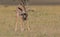 Adorable baby giraffe licking and grooming itself in the wild plains of the masai mara, kenya