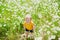 Adorable baby girl amidst green grass and beauitiful daisies