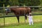 Adorable baby girl watching horse on farm at sunset