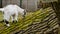 Adorable baby goat jumping around a pasture