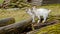 Adorable baby goat jumping around on a pasture