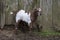 Adorable baby goat standing in front of aged barn wall.