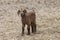 Adorable baby goat standing in pasture field.