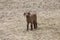 Adorable baby goat standing in pasture field.