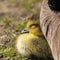 Adorable baby gosling in grass sleeping