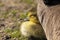 Adorable baby gosling in grass sleeping