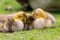 Adorable baby goslings in grass sleeping