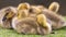 Adorable baby goslings in grass sleeping