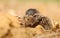 Adorable baby hare in field