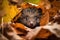 adorable baby hedgehog peeking out from a pile of leaves with its curious eyes