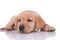 Adorable baby labrador retriever on white background