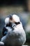 Adorable baby Laughing kookaburra bird perched on a wooden branch, looking at its companion