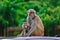 Adorable baby monkey snuggled up with its mother in an intimate moment