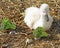 Adorable baby Mute Swan just 3 days old resting on bedding made of straw