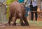 adorable baby orphaned african elephant covered in mud tries to stand up at the Sheldrick Wildlife Trust Orphanage, Nairobi