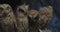 Adorable baby owls sitting on a branch at the studio, wildlife, 4k