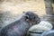 Adorable Baby Piglet Playing In His Bowl Of Food