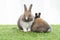 Adorable baby rabbit sitting together on the green grass. Two tiny furry baby brown white bunny playful on the meadow. Easter