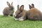Adorable baby rabbits ears bunny sitting together on the green grass. Family tiny furry baby brown white bunny rabbits playful on