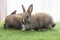 Adorable baby rabbits ears bunny sitting together on the green grass. Family tiny furry baby brown white bunny rabbits playful on