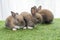 Adorable baby rabbits ears bunny sitting together on the green grass. Family tiny furry baby brown white bunny rabbits playful on