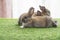 Adorable baby rabbits ears bunny sitting together on the green grass. Family tiny furry baby brown white bunny rabbits playful on