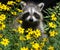 An adorable baby raccoon in a bed of yellow flowers.
