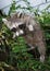 An adorable baby raccoon climbing a rusty wire fence in a residential neighborhood.