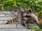 An adorable baby raccoon stuck on a roof.