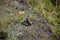 Adorable Baby Red Grouse Chick in the Yorkshire Moors