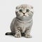 Adorable Baby Scottish Fold on White Background