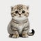 Adorable Baby Scottish Fold on White Background