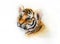 Adorable baby tiger head looking up on white background