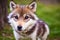 Adorable Baby Wolf. WOLF PUPS. Exploring the Life of a Baby Wolf. Generative AI