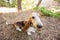 Adorable Basset hound in a forest park.