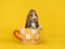 Adorable basset hound puppy dog sitting in an orange and yellow