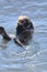 Adorable Bathing Sea Otter Pup in the Pacific Ocean