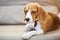 Adorable beagle dog laying on bed