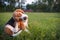 An adorable beagle dog scratching body outdoor on the grass field