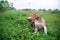 An adorable beagle dog scratching body outdoor on the grass field