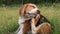 An adorable beagle dog scratching body outdoor on the grass field.