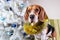 Adorable beagle dog standing in tinsel by white christmas tree