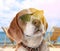 Adorable Beagle dog with sunglasses on beach