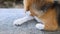 Adorable beagle lying down on floor