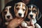 Adorable beagle puppies